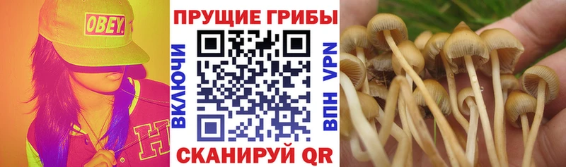 Галлюциногенные грибы MAGIC MUSHROOMS Чадан